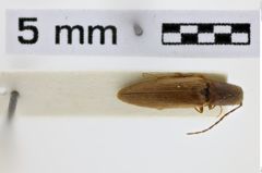 Foto (Dorsalansicht) von Dolerosomus gracilis (Candèze, 1873)